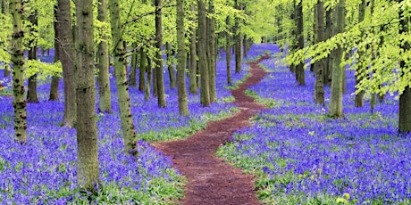 One Day Spring Awakening Retreat in Blue Bells Oxfordshire, Revive primary image