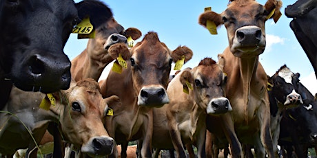 Imagem principal de Spring dairy discussion group - Yolla/Devonport