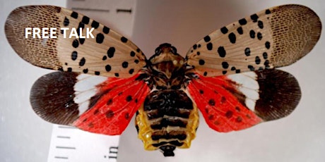 Recognizing the Spotted Lantern Fly - FREE TALK!  primary image