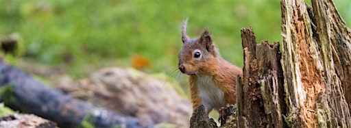 Collection image for Great Scottish Squirrel Survey
