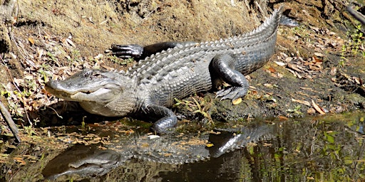 Imagem principal do evento Wild Sarasota: American Alligator – Friend or Foe?