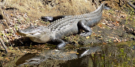 Wild Sarasota: American Alligator – Friend or Foe? primary image