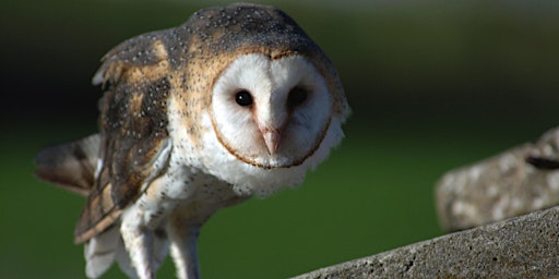 Hauptbild für Owls, Adaptations, and Pellet Dissection!