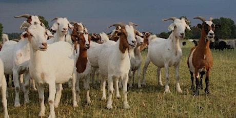 Sheep & Goat Milk Workshop - Hawkes Bay primary image