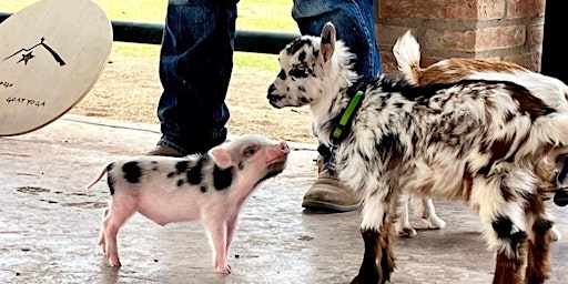 Imagem principal do evento Kid’s Goat Yoga @ Rancho Los Rivas