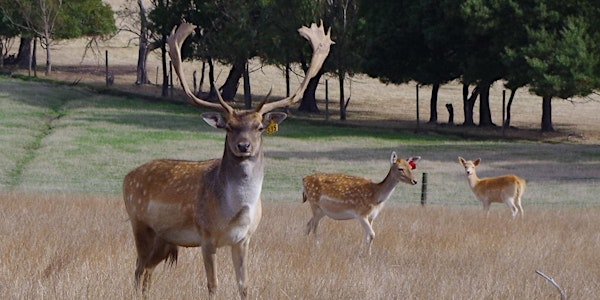 Terramirra Park Deer Farm Visit