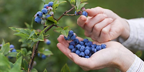 Dutchess Farms, Blueberry & Peach Picking via Metro North primary image