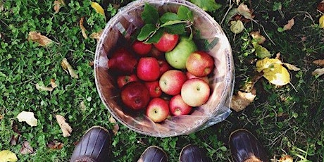 Apple Picking & Corn Maze Adventure via Direct Bus from NYC primary image