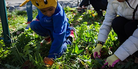 Hollis's Third Annual Flower Bulb Planting Event primary image