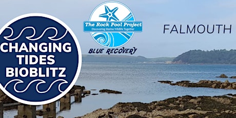Changing tides! - Climate Change BioBlitz - Falmouth primary image