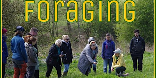Foraging Walk - Introduction to Foraging primary image