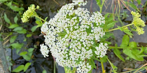 Tour of RSPB Otmoor to view our Greater Water-parsnip! primary image