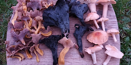 Primaire afbeelding van Buckinghamshire Wild Fungi Foray and Cook-up in Jordans