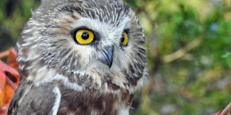 Saw-whet Owl Banding - Migration Matters primary image