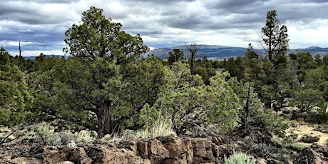 Desert Naturalist Hike Series: Ancient Junipers on Horse Ridge Trail primary image