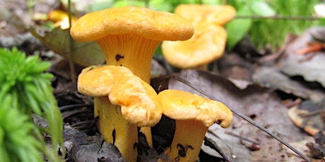 Atelier d'initiation à la cueillette des champignons forestiers