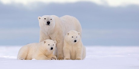 Book Launch: The Polar Bear Catastrophe That Never Happened primary image