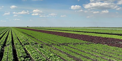 Image principale de 2024 Spring Lettuce Advisory Committee Meeting