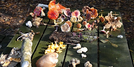 Image principale de Fungus Foray