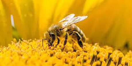 Imagem principal do evento Tús le Beachaireacht | Introduction to Bee Keeping