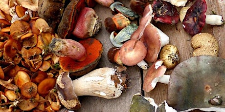 Gerrards Cross Common Peak Mushroom Season Fungi Foray primary image