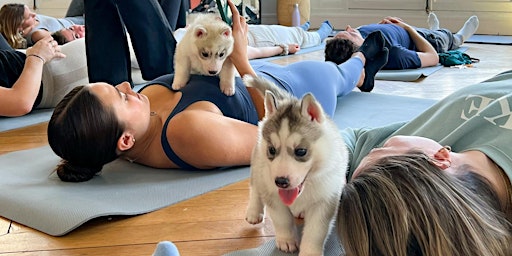 Primaire afbeelding van PUPPY YOGA IN CENTRAL LONDON