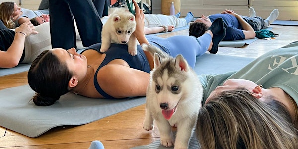 PUPPY YOGA IN CENTRAL LONDON