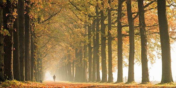 Autumn Tree Walk - The Spinney
