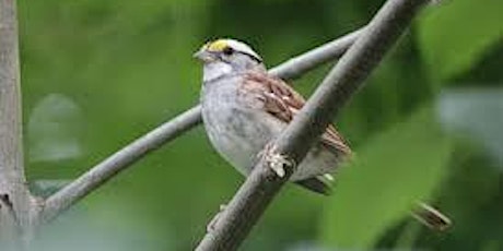 Virginia Club of New York: Birdwatching in Central Park
