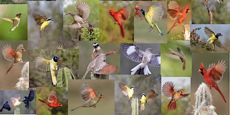 Rio Grande Valley  Bird and Wildlife Photo Workshop