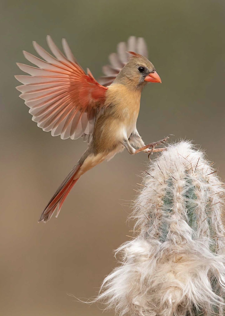 Rio Grande Valley Bird and Wildlife Photo Workshop Tickets, Fri, May 10,  2024 at 7:00 PM | Eventbrite