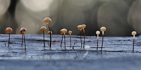 Fungi of Central Tablelands primary image