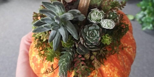 Succulent Pumpkin Workshop with ReRooted primary image