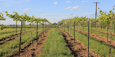 Managing Soil and Plant Nutrition for Quality Vineyard Production primary image