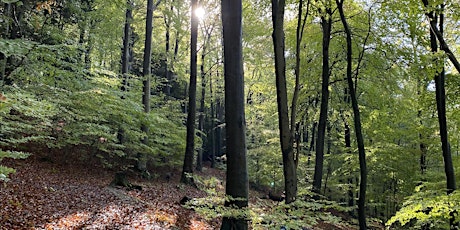 Social Stroll through the QECP Woodland