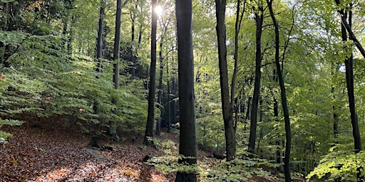 Primaire afbeelding van Social Stroll through the QECP Woodland