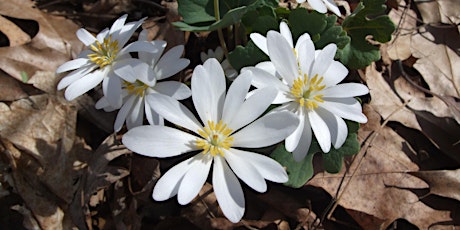 Eliza Howell Park - Spring Ephemerals