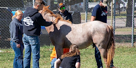 Spring 2024 Equine Castration Clinic Day 2