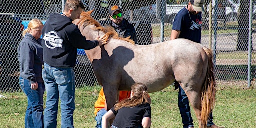 Primaire afbeelding van Spring 2024 Equine Castration Clinic Day 2