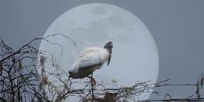 Hauptbild für MOONLIT TRAM TOURS