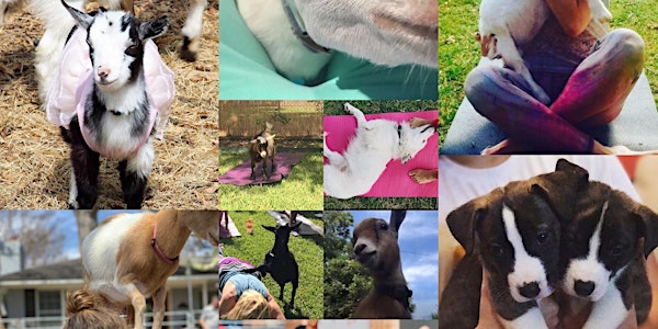 SOLD OUT! Mother’s Day Puppy Goat Yoga @ HARI MARI in Deep Ellum!