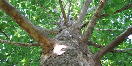 Imagen principal de The Cultural Significance of Trees