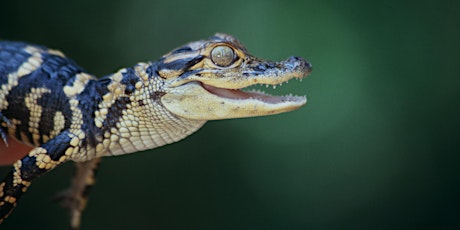 Wildlife Wednesdays Webinar Series: Living with Alligators
