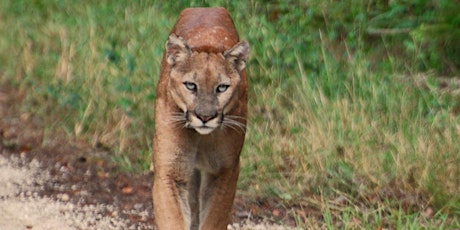 Primaire afbeelding van Wildlife Wednesdays Webinar Series: Florida's Big Cats