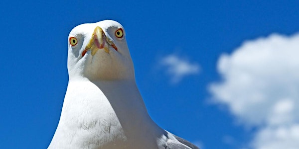 Rotten Seagulls - Salty Seaside Smackdown