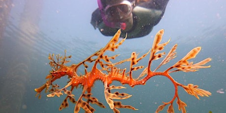 CANCELLED - Sea Dragon Snorkel Rapid Bay - 4th May - Community Guided Snorkel Day primary image