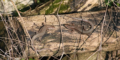 Image principale de Reptile Ecology and Survey Techniques