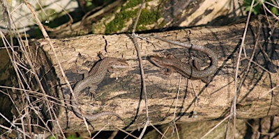 Imagen principal de Reptile Ecology and Survey Techniques