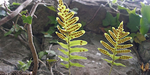 Image principale de An Introduction to Ferns