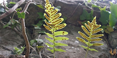 Imagem principal de An Introduction to Ferns